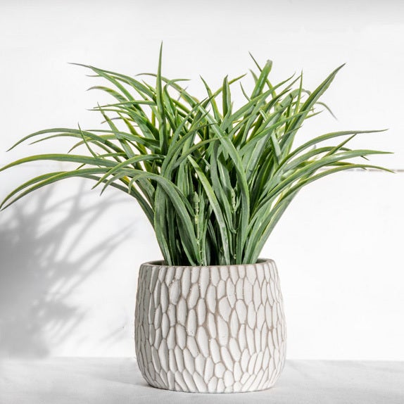 12" GRASS IN POT