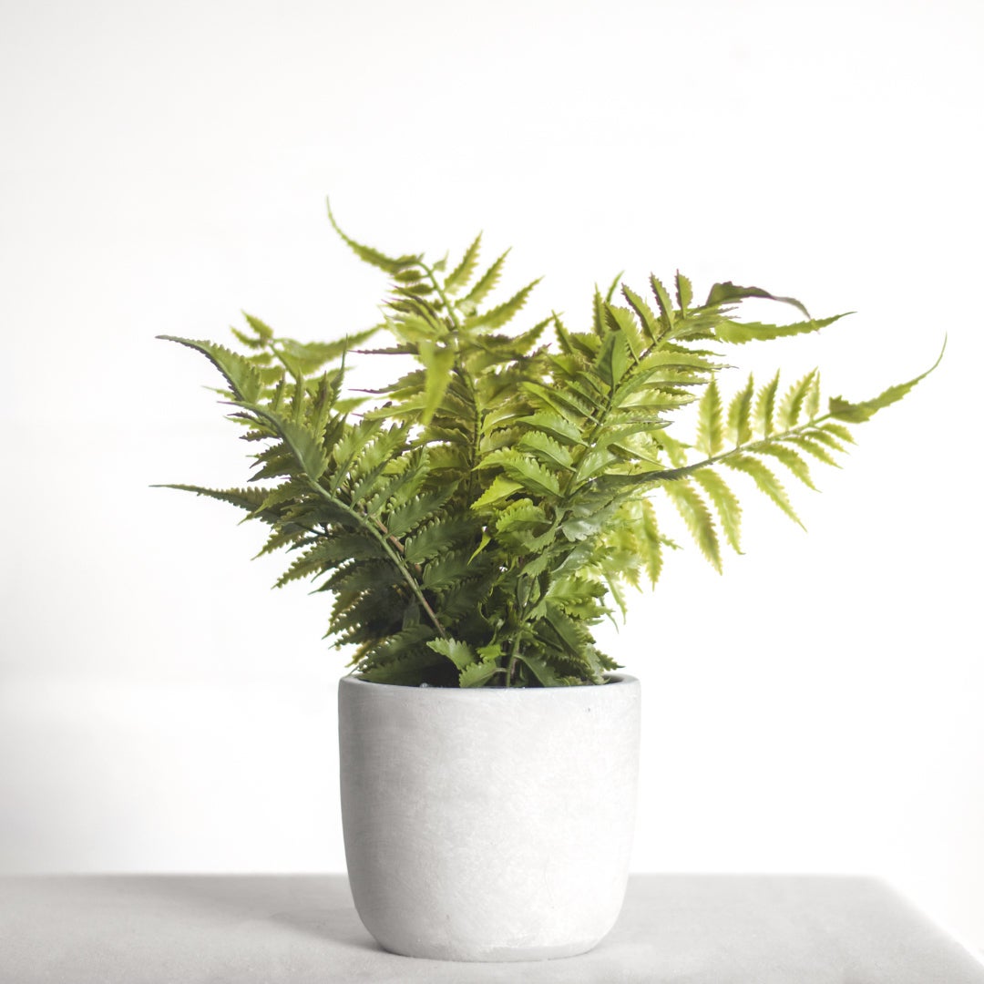 13" FERN IN CEMENT POT