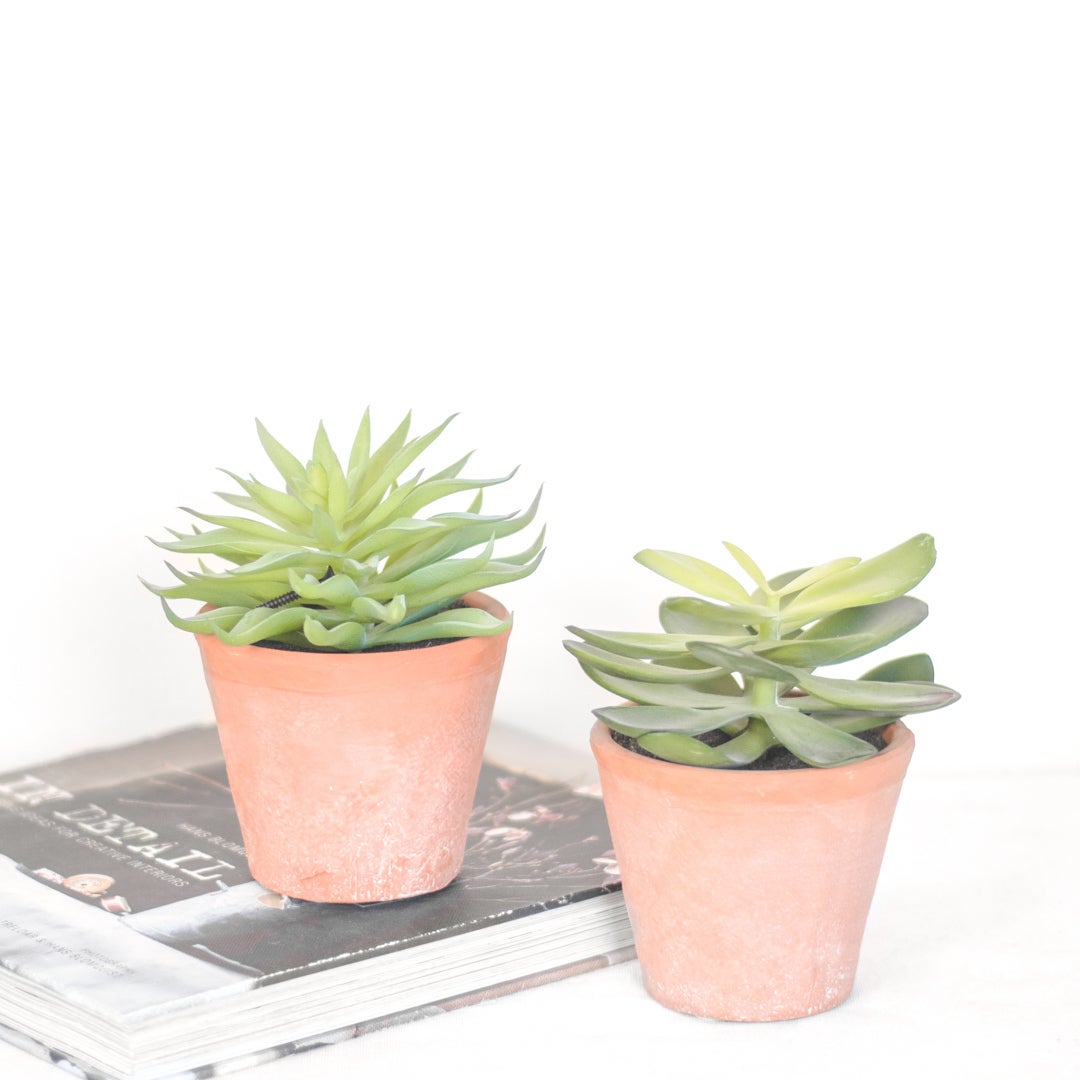 SUCCULENTS IN POT