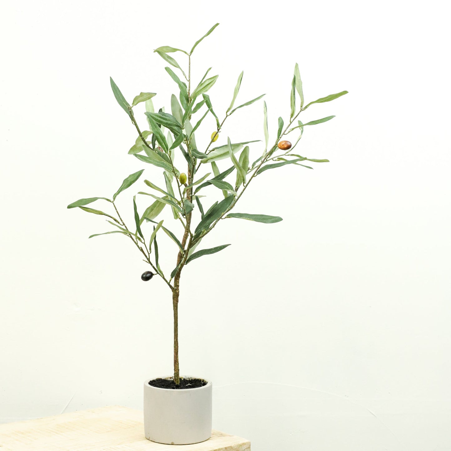 23" OLIVE TREE